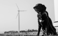 Desktop wallpaper. Dogs. ID:88455