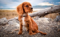 Desktop wallpaper. Dogs. ID:88511