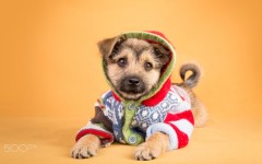 Desktop wallpaper. Dogs. ID:88544