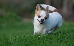 Desktop wallpaper. Dogs. ID:88687