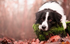 Desktop wallpaper. Dogs. ID:88763