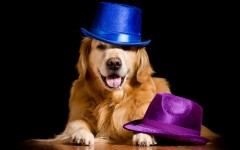 Desktop wallpaper. Dogs. ID:88767