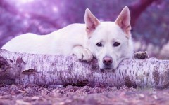 Desktop wallpaper. Dogs. ID:88808