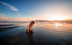 Desktop wallpaper. Dogs. ID:88941