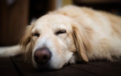 Desktop image. Dogs. ID:88995