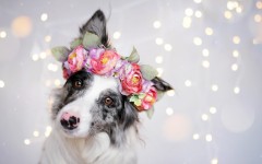 Desktop image. Dogs. ID:89042