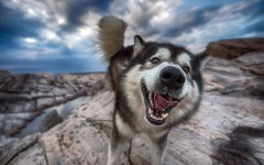 Desktop image. Dogs. ID:89054