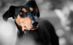 Desktop image. Dogs. ID:89057