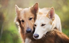 Desktop image. Dogs. ID:89058
