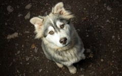 Desktop image. Dogs. ID:89101