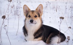 Desktop image. Dogs. ID:89151