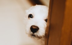 Desktop image. Dogs. ID:89155