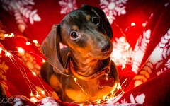 Desktop image. Dogs. ID:89228