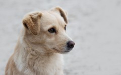 Desktop image. Dogs. ID:89233