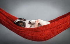Desktop image. Dogs. ID:89286