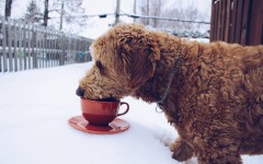 Desktop image. Dogs. ID:89330