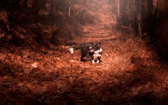 Desktop image. Dogs. ID:89350