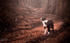 Desktop image. Dogs. ID:89351