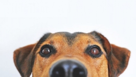 Desktop wallpaper. Dogs. ID:89683