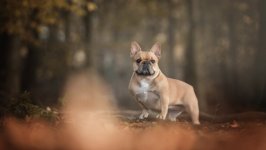 Desktop wallpaper. Dogs. ID:91618