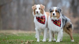 Desktop wallpaper. Dogs. ID:91682