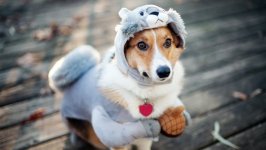 Desktop wallpaper. Dogs. ID:91690