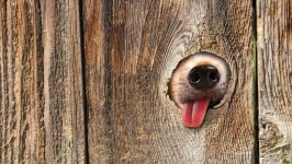 Desktop image. Dogs. ID:91706