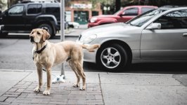 Desktop image. Dogs. ID:91709