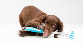 Desktop image. Dogs. ID:91879