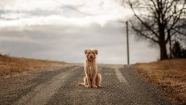 Desktop wallpaper. Dogs. ID:91903