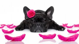 Desktop wallpaper. Dogs. ID:91984