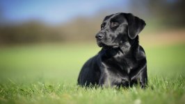 Desktop wallpaper. Dogs. ID:92057