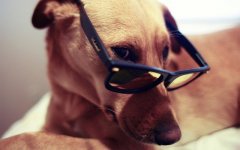 Desktop wallpaper. Dogs. ID:92170