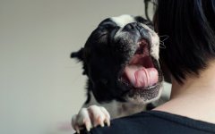 Desktop wallpaper. Dogs. ID:92173