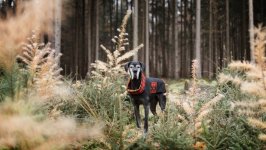 Desktop wallpaper. Dogs. ID:92231