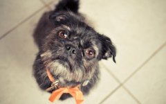 Desktop wallpaper. Dogs. ID:92539