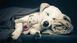 Desktop wallpaper. Dogs. ID:92553