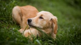 Desktop wallpaper. Dogs. ID:92561