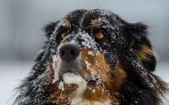 Desktop wallpaper. Dogs. ID:92563