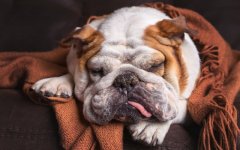 Desktop wallpaper. Dogs. ID:92592
