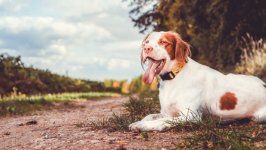Desktop wallpaper. Dogs. ID:92685