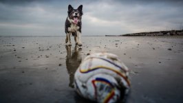 Desktop wallpaper. Dogs. ID:92704