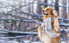 Desktop wallpaper. Dogs. ID:92711
