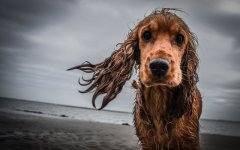 Desktop wallpaper. Dogs. ID:92714