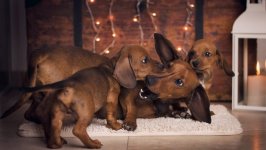 Desktop wallpaper. Dogs. ID:92835