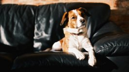 Desktop wallpaper. Dogs. ID:92863