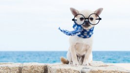 Desktop wallpaper. Dogs. ID:92867