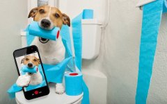 Desktop wallpaper. Dogs. ID:92929