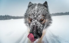 Desktop wallpaper. Dogs. ID:93066