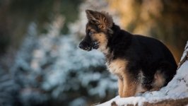 Desktop wallpaper. Dogs. ID:93116
